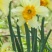 水仙花种球水培室内四季水养桌面阳台盆栽植物耐寒花种子