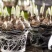 水仙花种球水培室内四季水养桌面阳台盆栽植物耐寒花种子