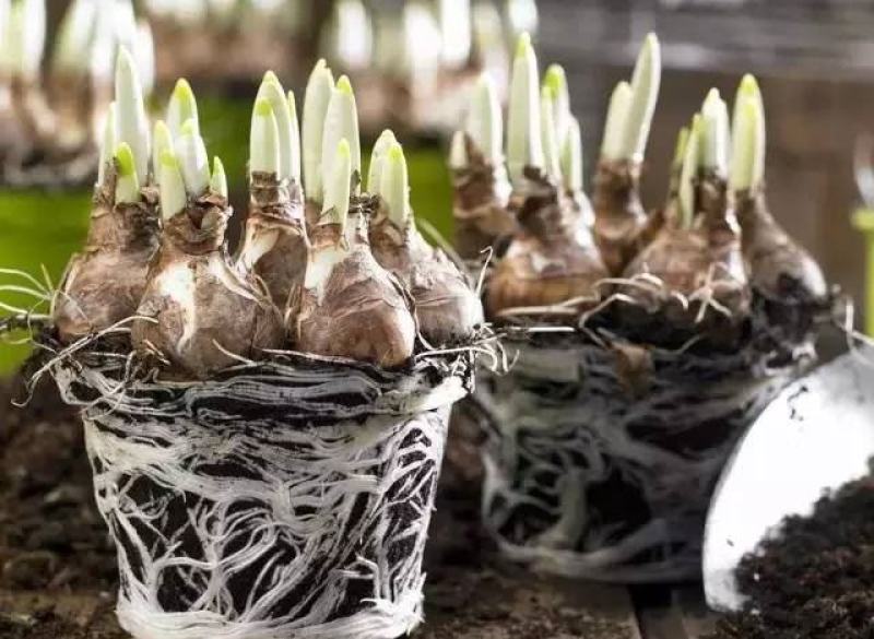 水仙花种球水培室内四季水养桌面阳台盆栽植物耐寒花种子