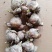 水仙花种球水培室内四季水养桌面阳台盆栽植物耐寒花种子
