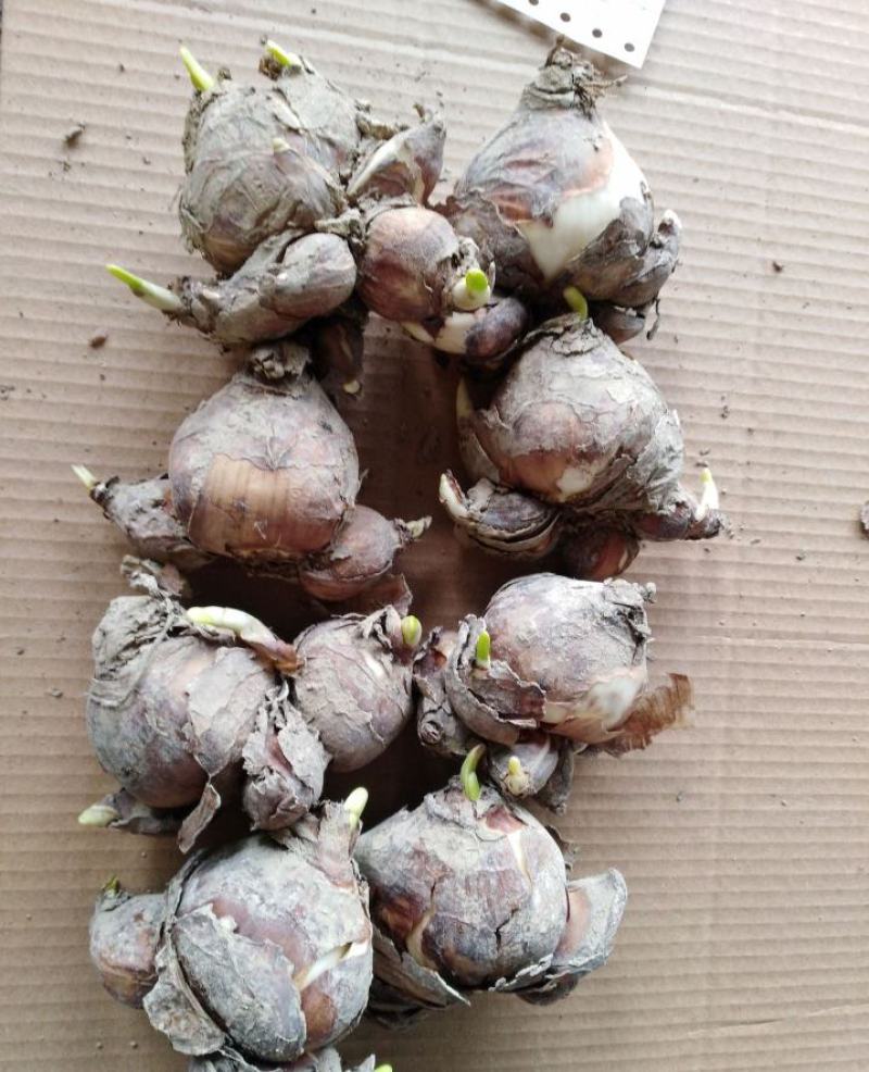 水仙花种球水培室内四季水养桌面阳台盆栽植物耐寒花种子