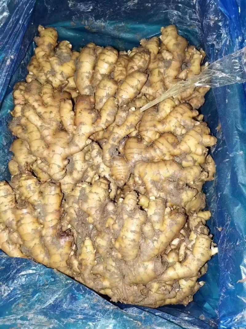 【实力】山东小黄姜大量上市产地直销品质保证产地批发