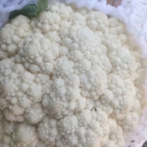 推荐】河北省唐山市乐亭县有机花上市。质量好，欢迎来电