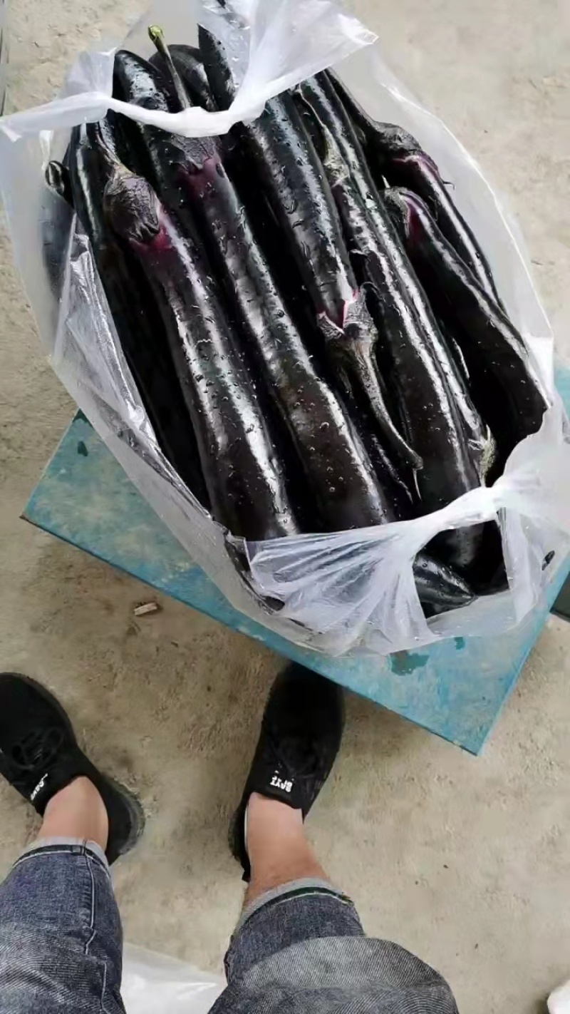 【荐】湖北产地直供茄子长茄货源充足专业代办服务完善