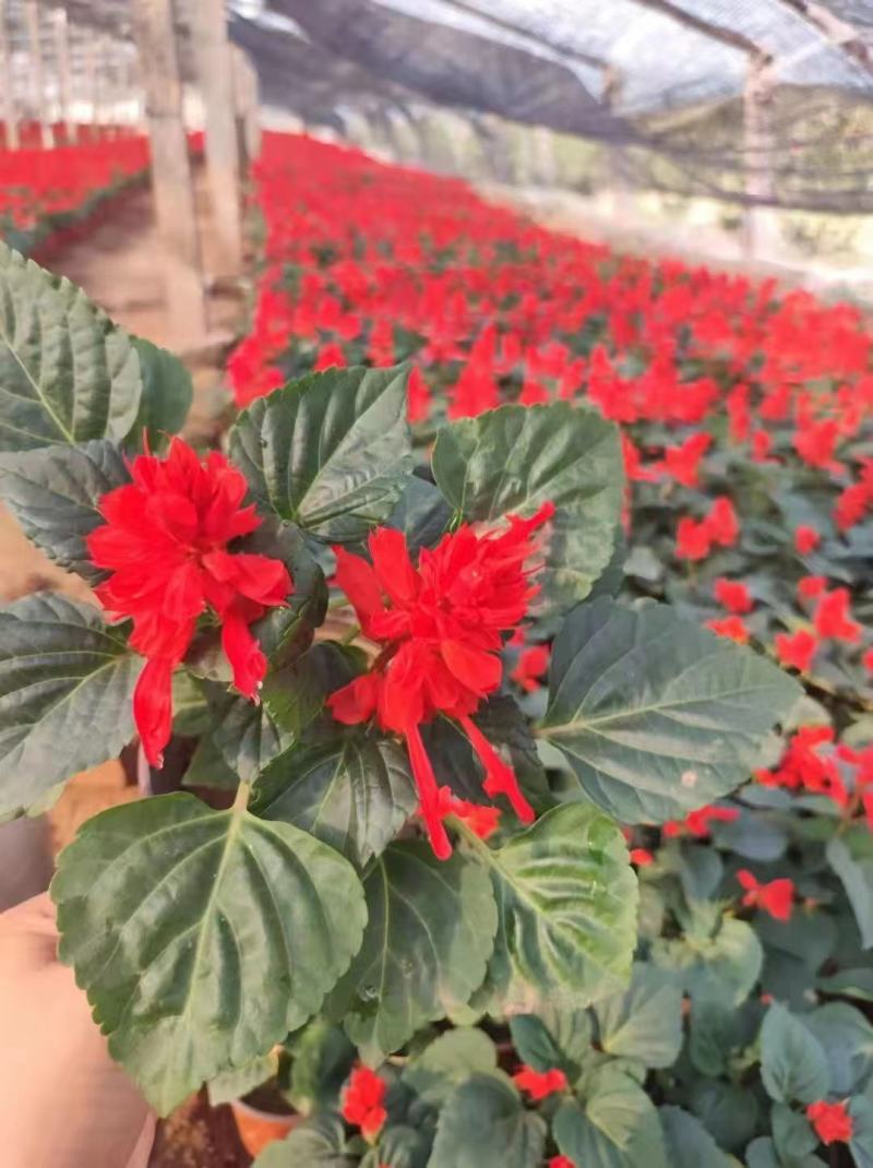 一串红。国庆用苗花坛绿化
