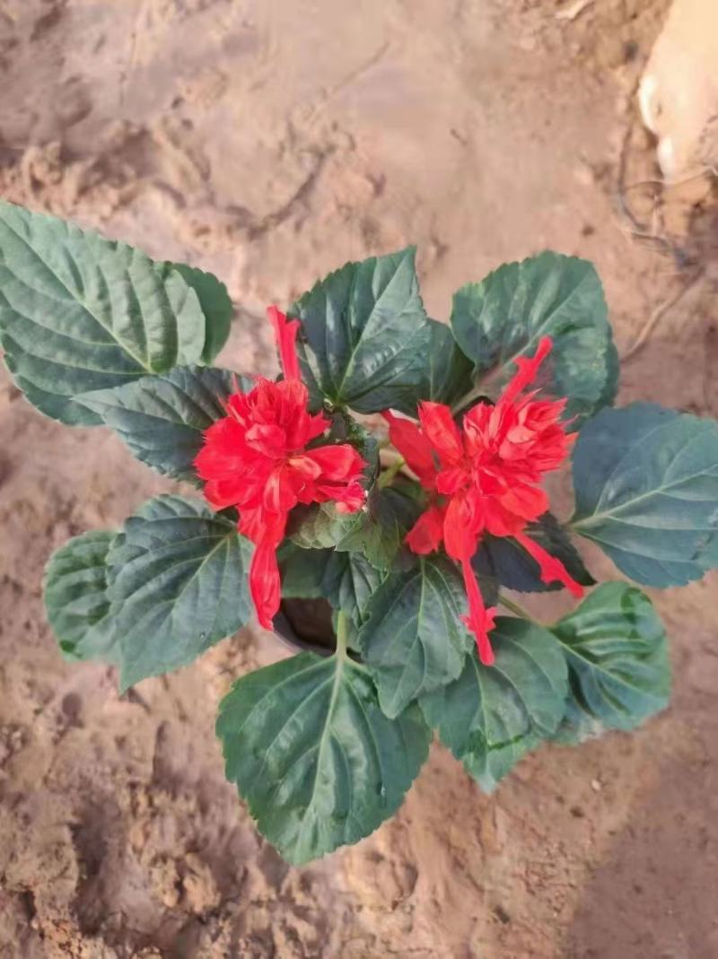 一串红。国庆用苗花坛绿化