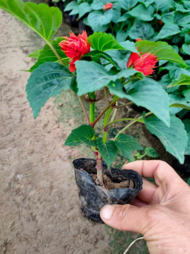 一串红。国庆用苗花坛绿化