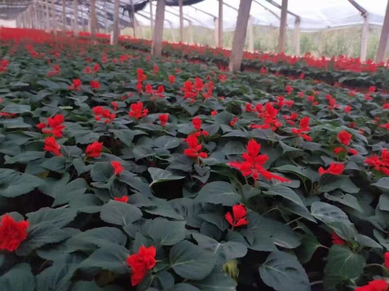 一串红。国庆用苗花坛绿化