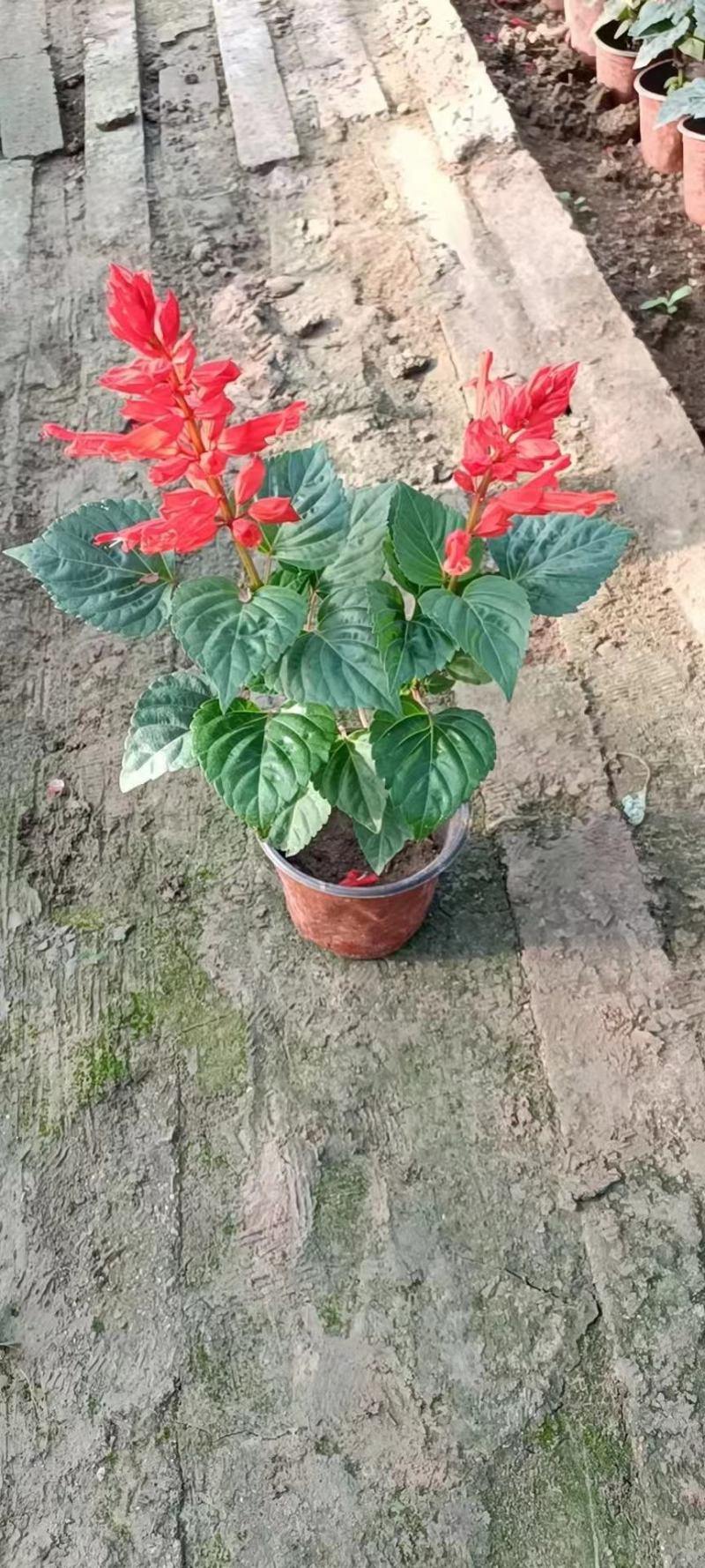 一串红。国庆用苗花坛绿化