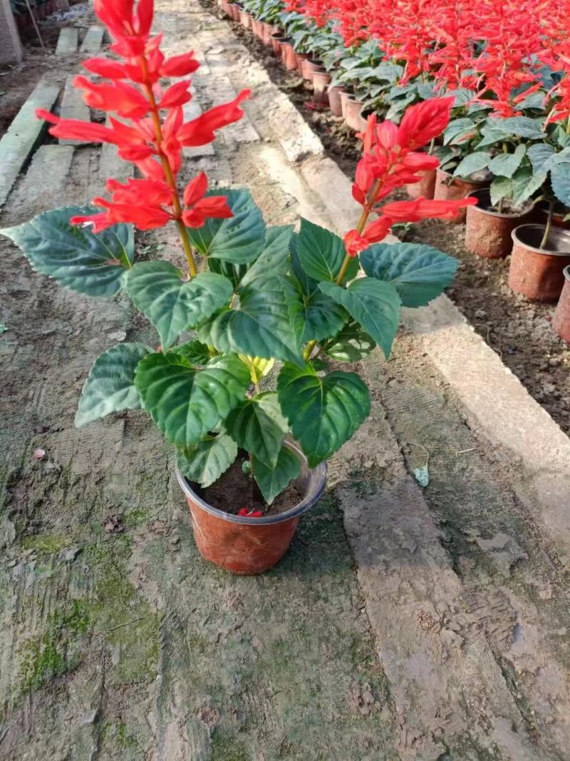 一串红。国庆用苗花坛绿化