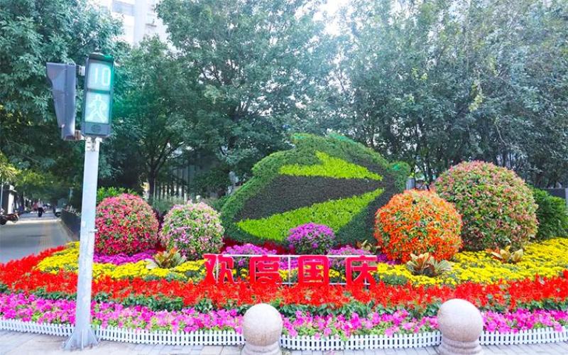 一串红。国庆用苗花坛绿化