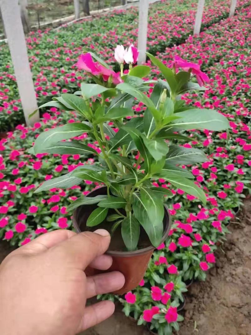 天天开(长春花)