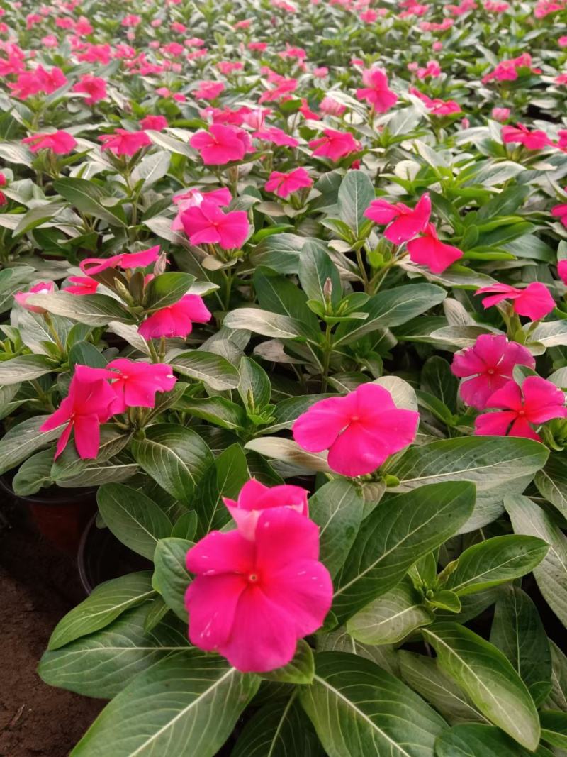 天天开(长春花)