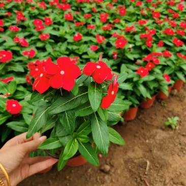 天天开(长春花)