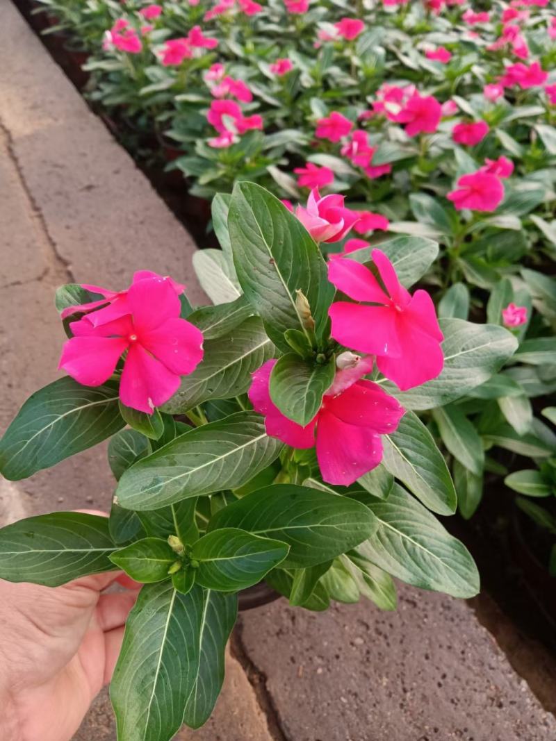 天天开(长春花)