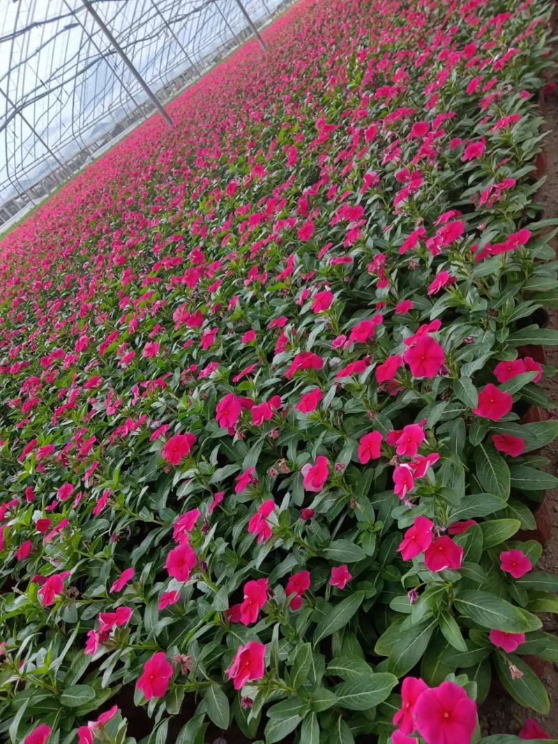 天天开(长春花)