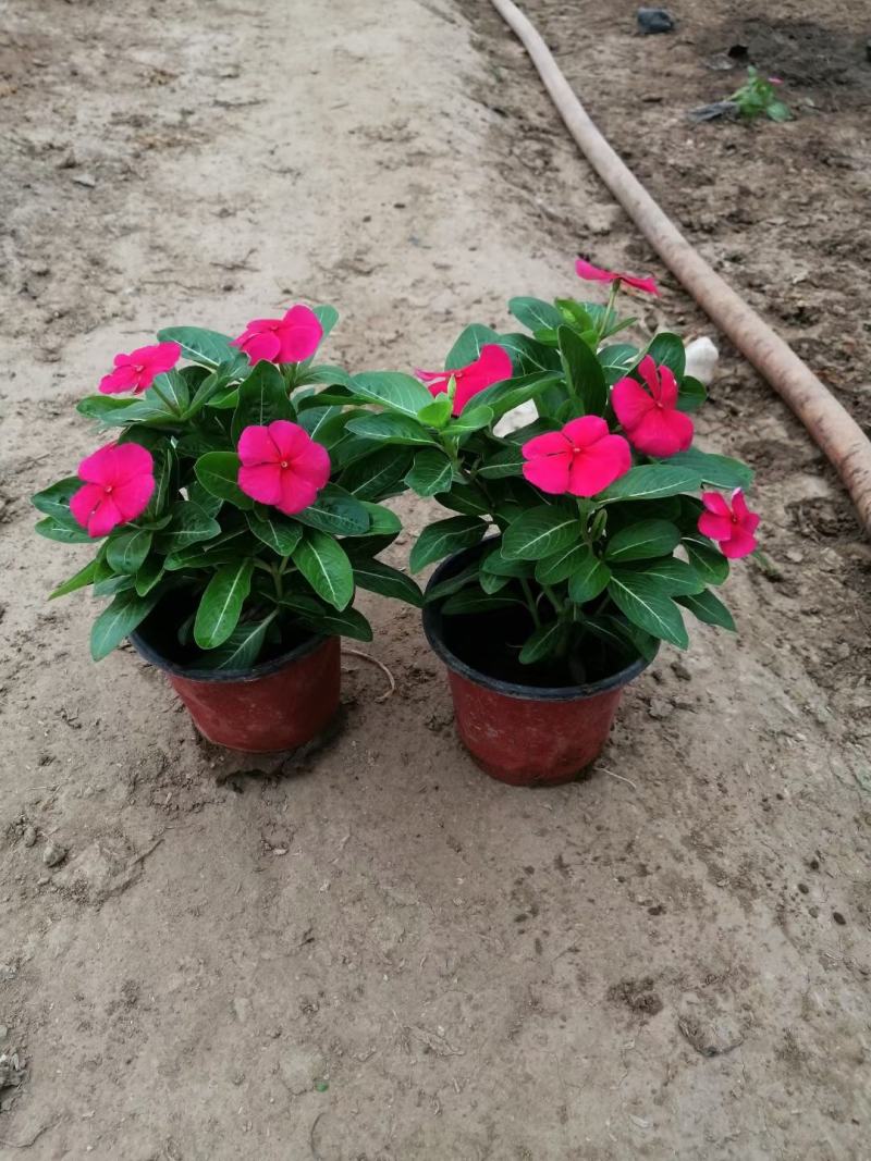 天天开(长春花)