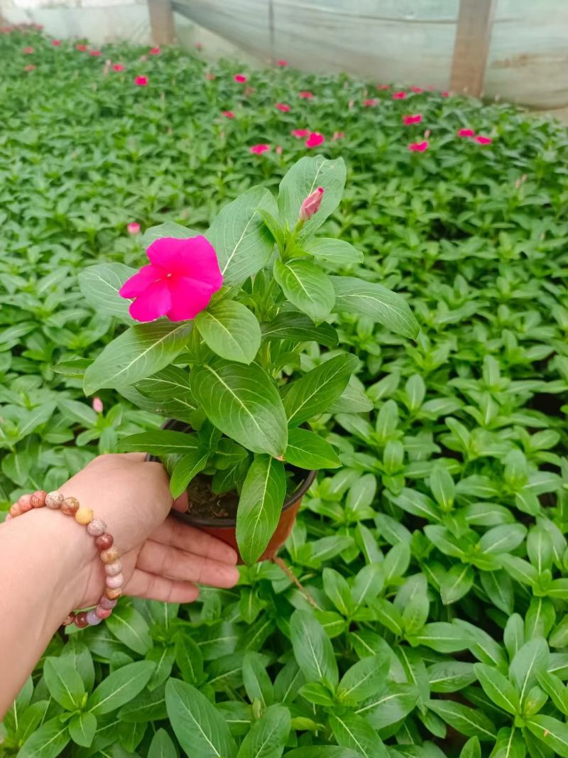 天天开(长春花)