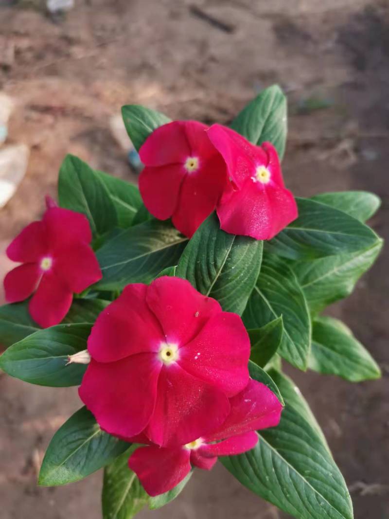 天天开(长春花)
