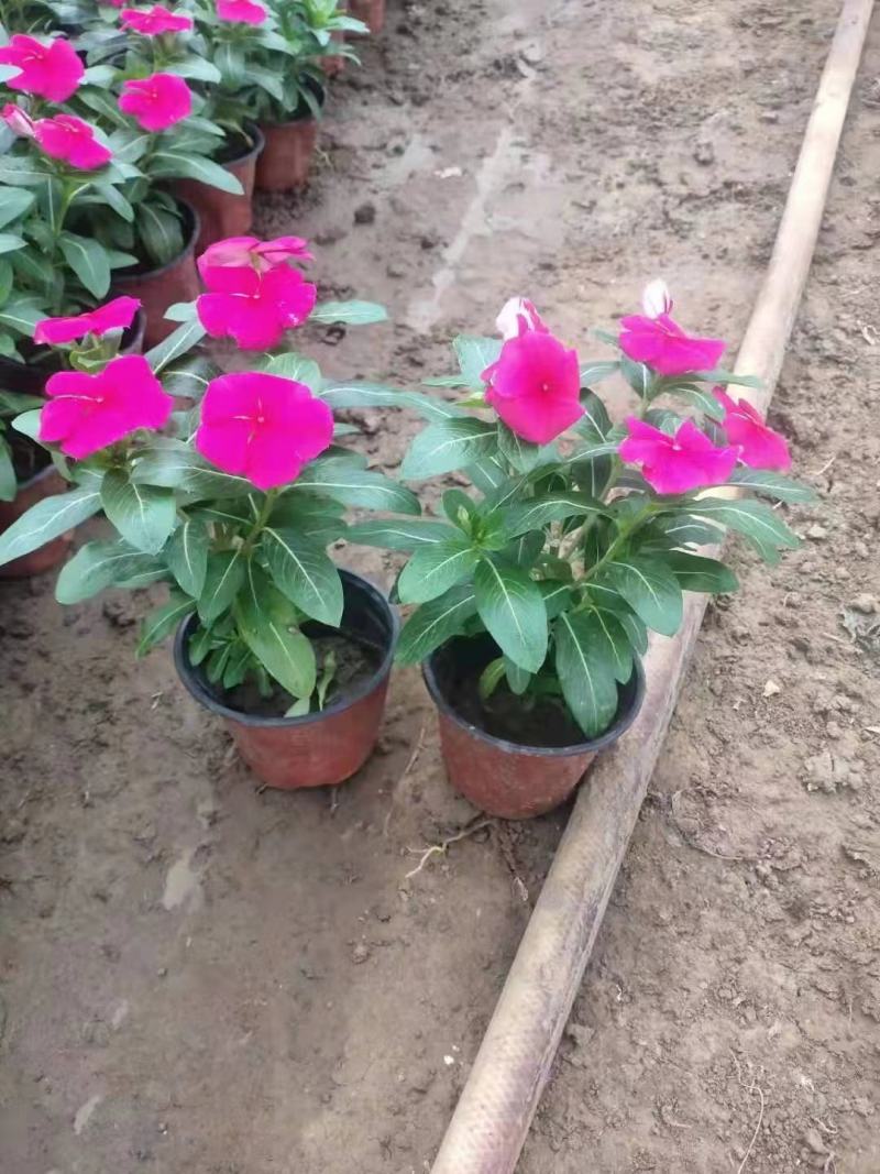 天天开(长春花)
