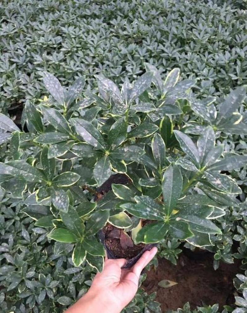 金边瑞香盆栽耐寒浓香型冬季带花苞发货年宵花卉四季常青