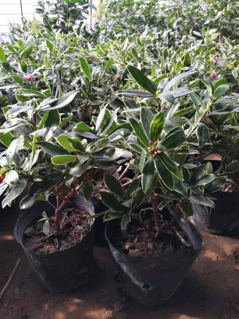 金边瑞香盆栽耐寒浓香型冬季带花苞发货年宵花卉四季常青