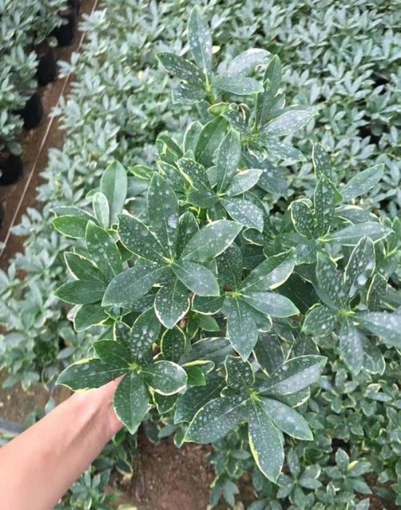 金边瑞香盆栽耐寒浓香型冬季带花苞发货年宵花卉四季常青