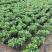 金边瑞香盆栽耐寒浓香型冬季带花苞发货年宵花卉四季常青