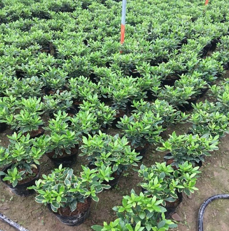 金边瑞香盆栽耐寒浓香型冬季带花苞发货年宵花卉四季常青