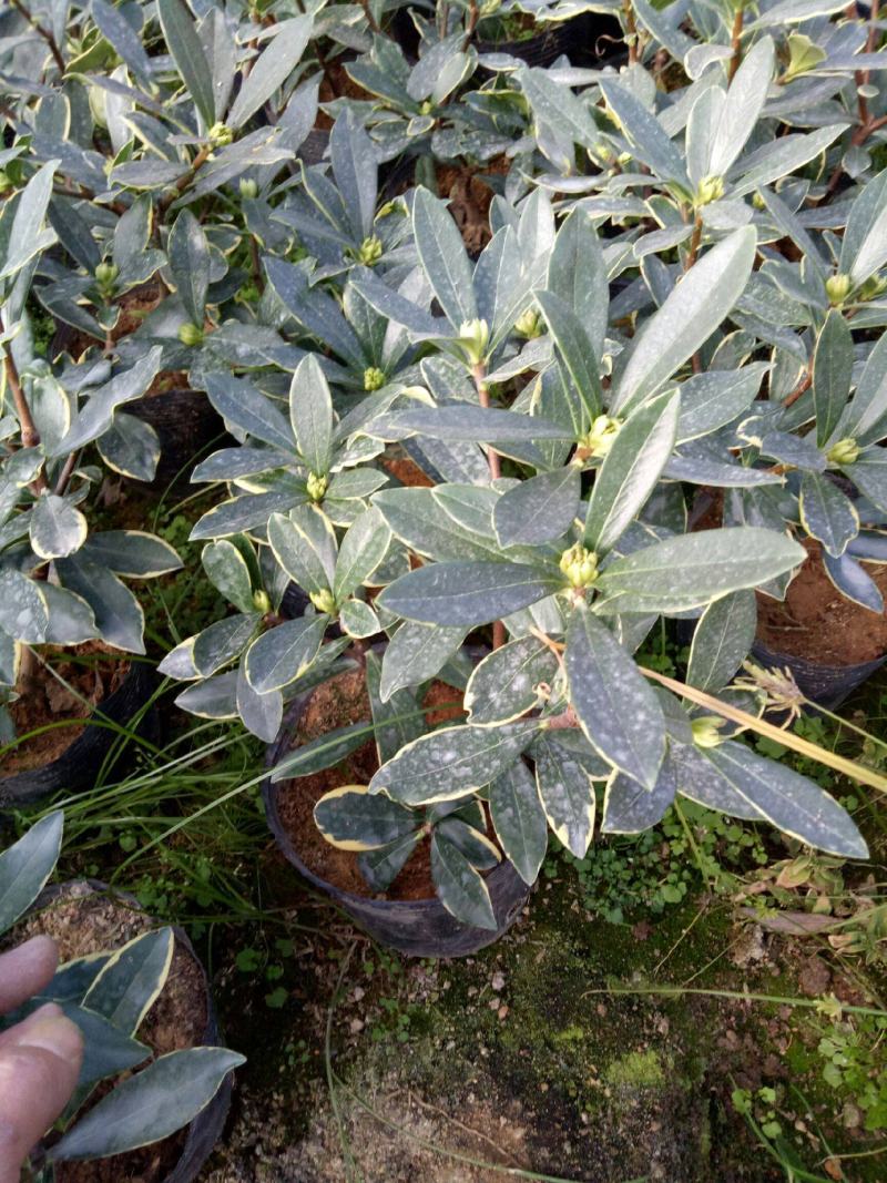 金边瑞香盆栽耐寒浓香型冬季带花苞发货年宵花卉四季常青