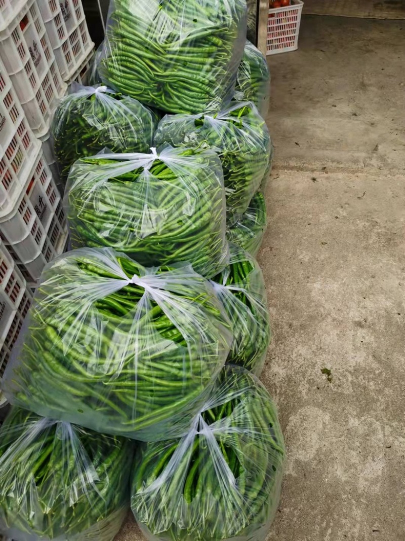 【力荐】湖北产地直供新鲜线椒二荆条品质保证专业代办