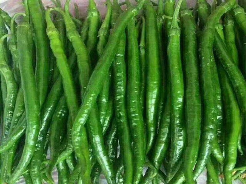 【力荐】湖北产地直供新鲜线椒二荆条品质保证专业代办