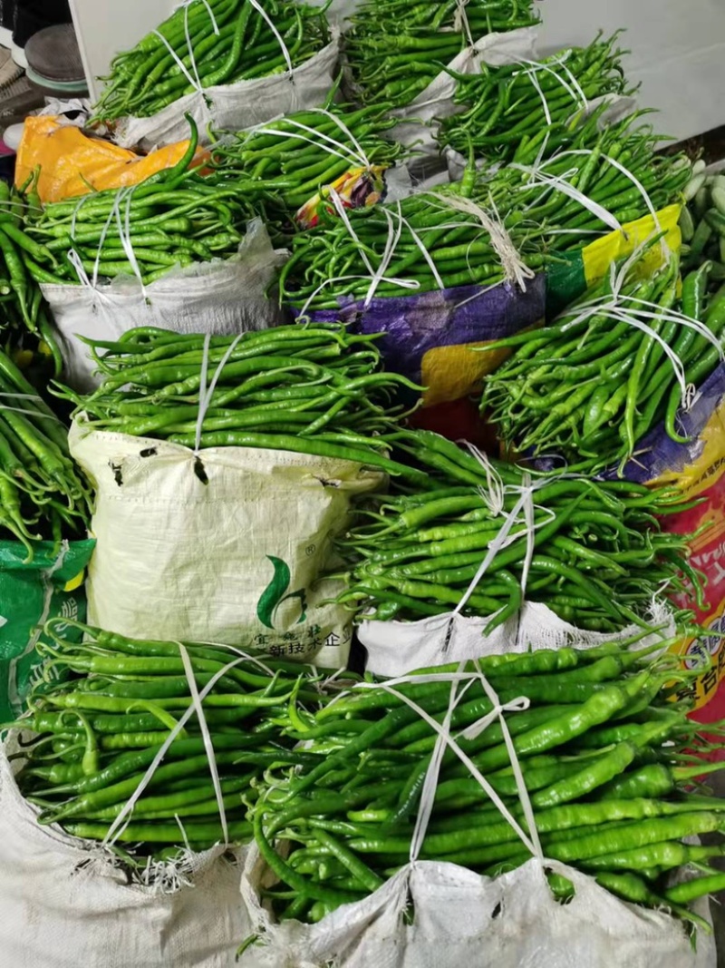 【力荐】湖北产地直供新鲜线椒二荆条品质保证专业代办