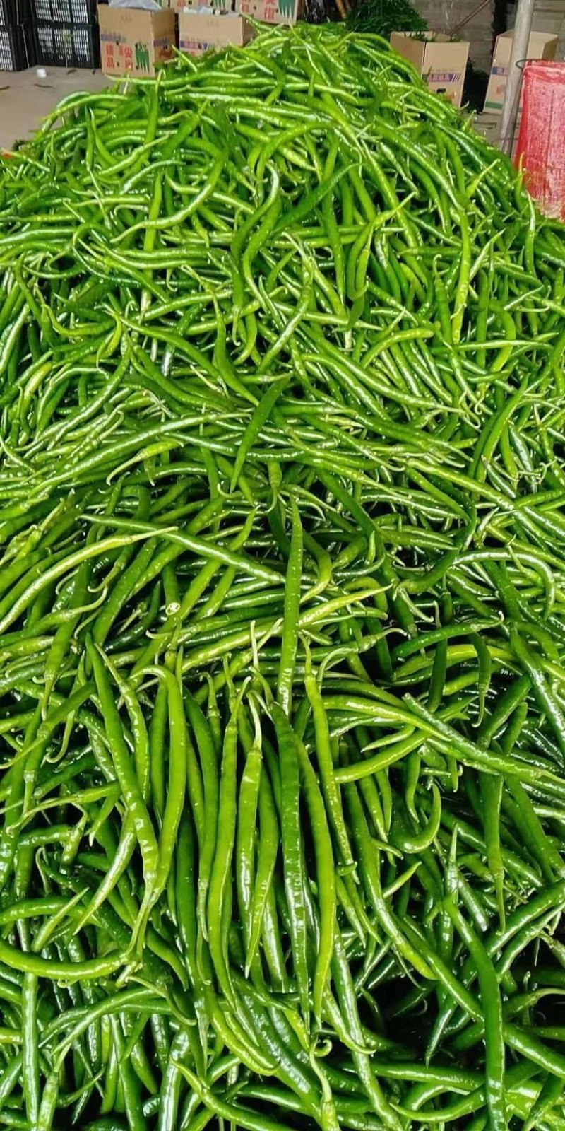 【力荐】湖北产地直供新鲜线椒二荆条品质保证专业代办