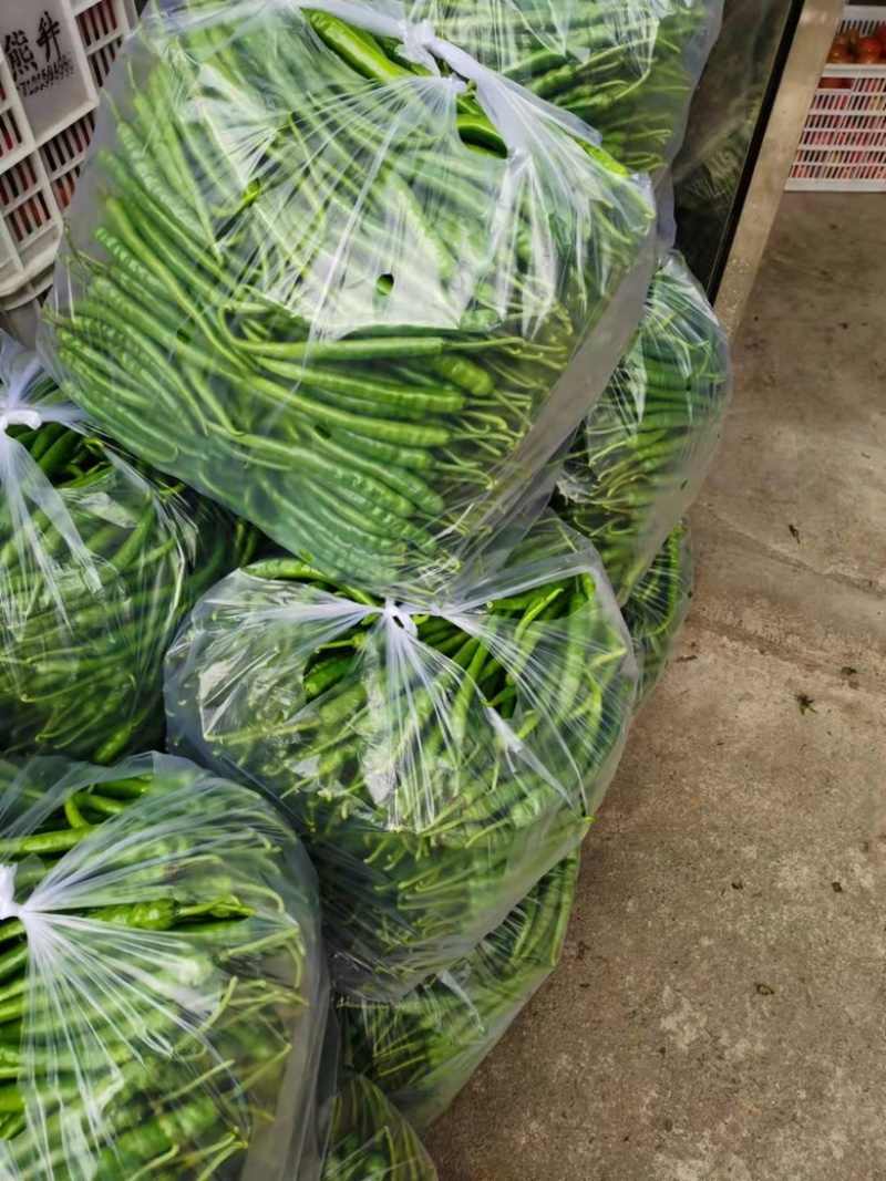 【力荐】湖北产地直供新鲜线椒二荆条品质保证专业代办