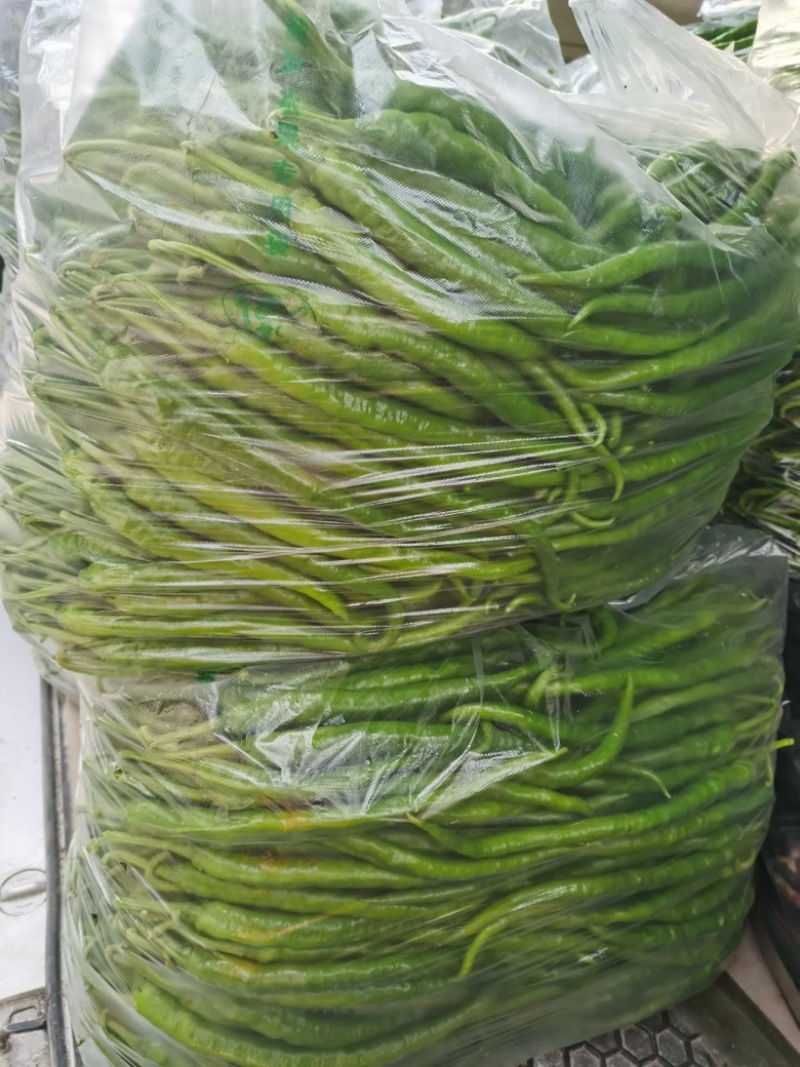 【力荐】湖北产地直供新鲜线椒二荆条品质保证专业代办