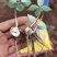云南滇重楼种苗，七叶一枝花苗，独角莲，，