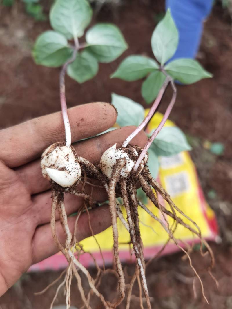 云南滇重楼种苗，七叶一枝花苗，独角莲，，