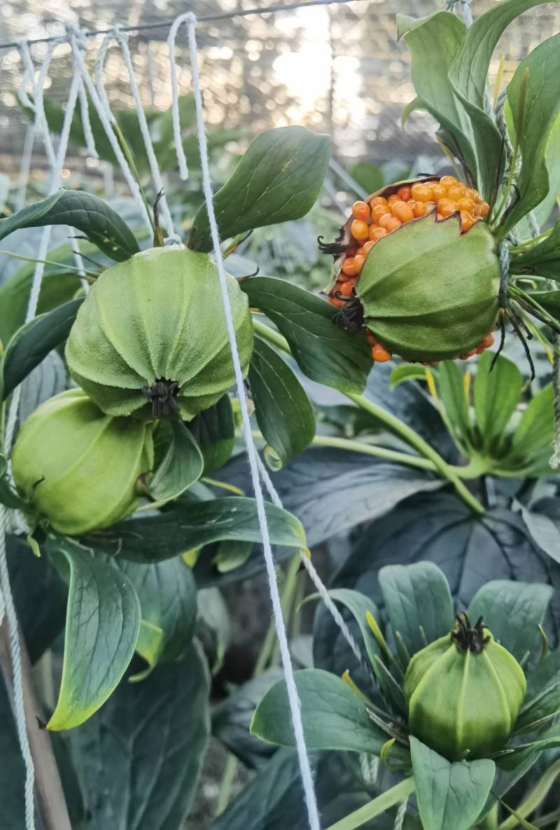 云南滇重楼种苗，七叶一枝花苗，独角莲，，