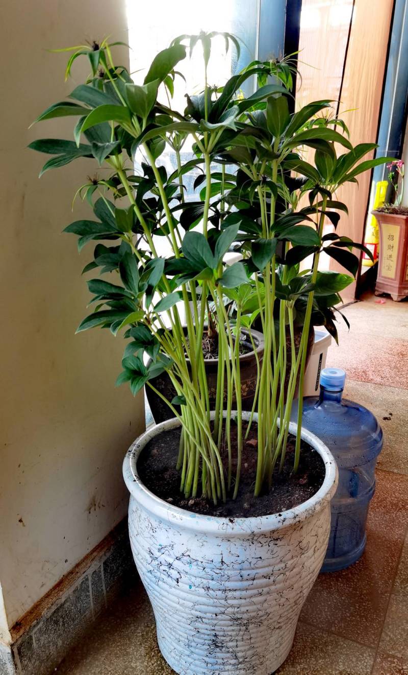 云南滇重楼种苗，七叶一枝花苗，独角莲，，