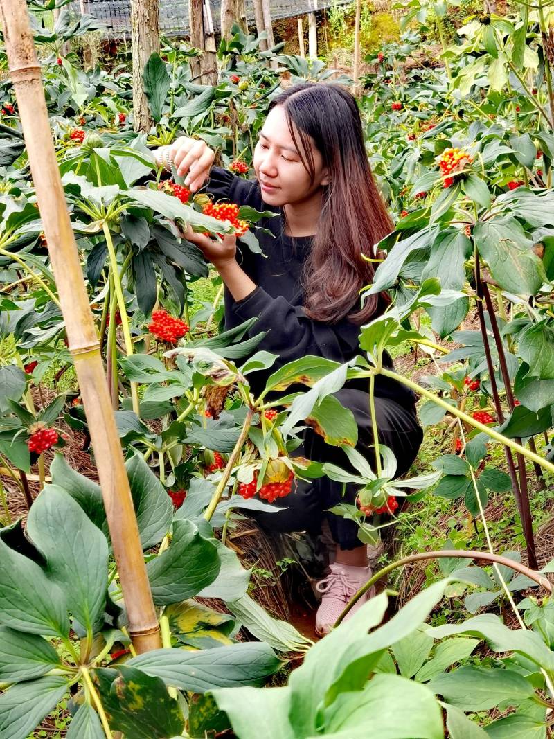 云南滇重楼种苗，七叶一枝花苗，独角莲，，