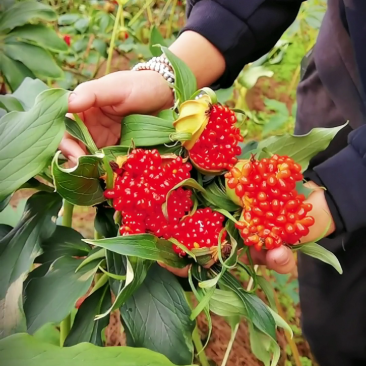 云南滇重楼种苗，七叶一枝花苗，独角莲，，