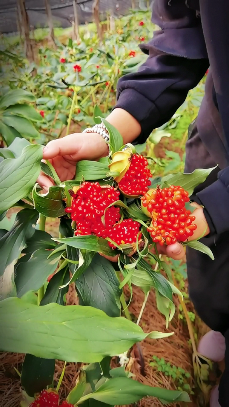 云南滇重楼种苗，七叶一枝花苗，独角莲，，
