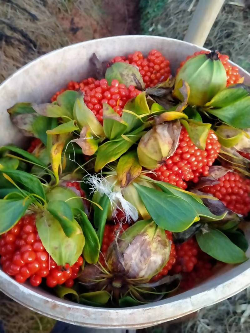 云南滇重楼种苗，七叶一枝花苗，独角莲，，