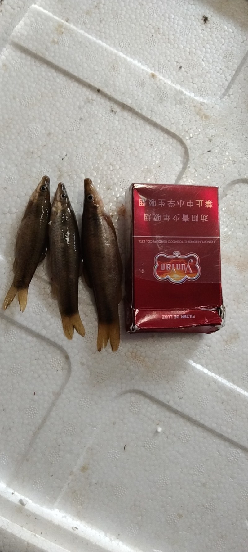 溪水鱼，肉质细腻，价格以咨询为准捡便宜的请绕行
