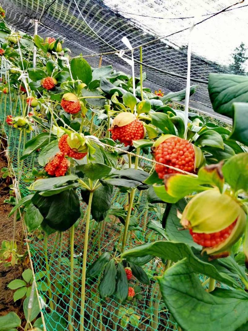 滇重楼苗七叶一枝花，籽育苗