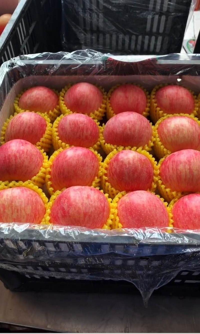 山东苹果精品苹果红富士苹果脆甜多汁产地一手货源货诚信经营