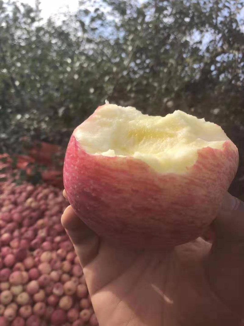 山东苹果精品苹果红富士苹果脆甜多汁产地一手货源货诚信经营