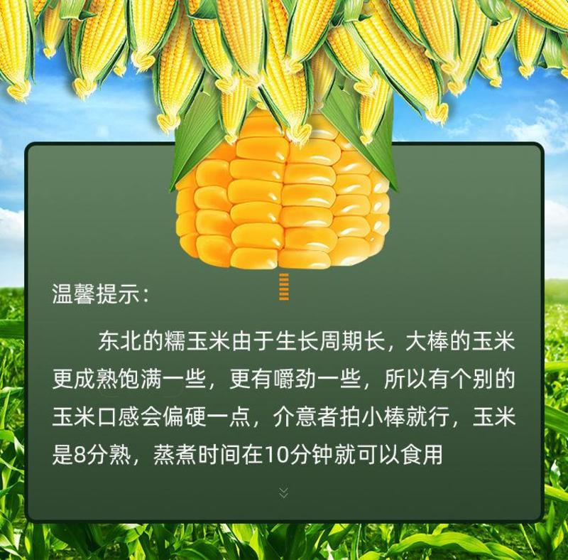 【东北黄糯】黑龙江黄糯玉米棒东北黏玉米非转基因真空包装