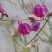 优质花棒种子花棒灌木种子细枝岩黄芪牛羊饲料牧草种子
